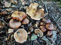 Tricholoma ustale-amf1853